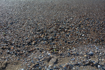 Viele Muscheln am Strand