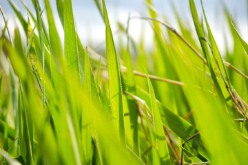 Green grass macro