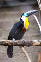 Tukan bird in the zoo © tatsiana502