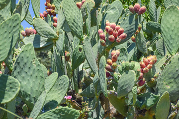 Lots of prickly pears