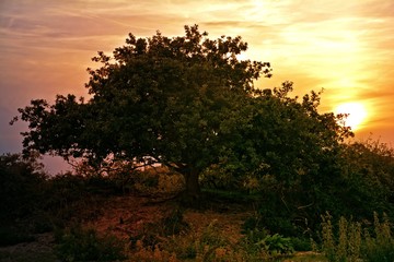 Großer Baum beim Sonnenuntergang