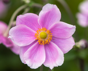 Japanese anemone (Anemone hupehensis) flower. Pink garden plant in the family Ranunculaceae, aka Chinese anemone, thimbleweed or windflower