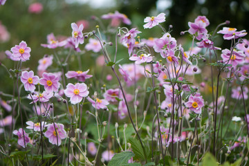 Japanese anemone (Anemone hupehensis) plants in flower. Pink garden plant in the family Ranunculaceae, aka Chinese anemone, thimbleweed or windflower