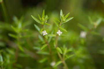 Australian swamp stonecrop (Crassula helmsii) in flower. Invasive aquatic plant, aka New Zealand pygmyweed, in the family Crassulaceae