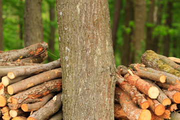 Stacked Firewood