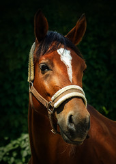 Obraz premium Portrait of a bay horse in a halter