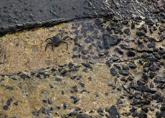Crab in Rocky Tidepool