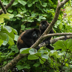 Howler Monkeys in Trees