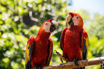 Macaws of Copan