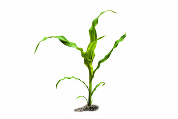 Young green corn plant isolated on white background