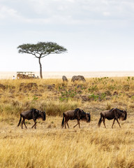 Fototapeta na wymiar Safari Drive With Wildebeest and Zebra