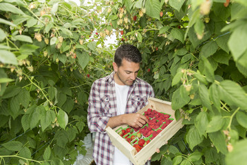 Farmer presenting her red fruits harvest