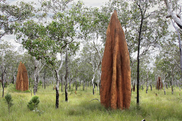Mound building termites nests