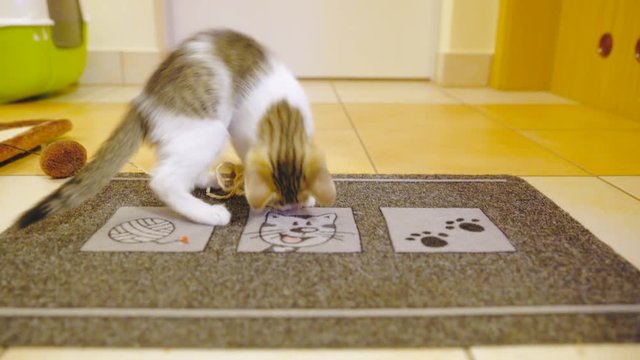 Kitten playing on cat themed doormat 4K