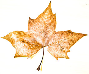 Maple leaf 