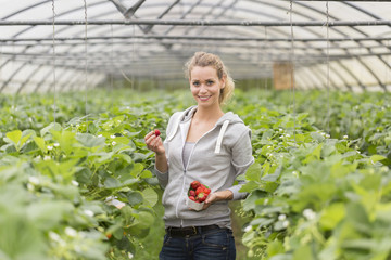 Farmer in a red fruits greenhouse
