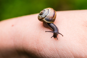 Small cute snail crawling on hand