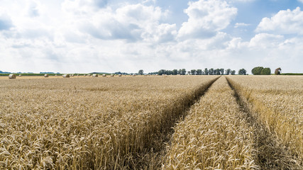 Wheat field after harvest and before with round straw bales in the meadow on farmland