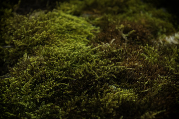 Moss, green moss, background