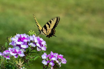 Fototapeta na wymiar Two-tailed Swallowtail Butterfly