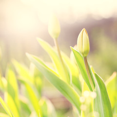 vintage tulip flower on natural sunny background