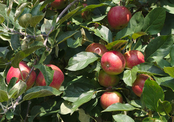 organic apple picking in tree paulared healthy organic fruit