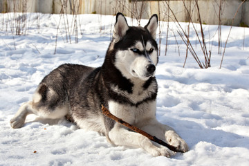 Dog breed Siberian Husky lying in the snow and gnaws a stick