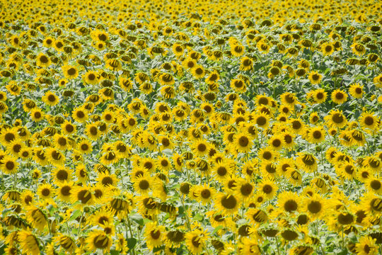 field of blooming sunflowers. Flowering sunflowers in the field. Sunflower field on a sunny day.
