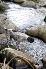 Fototapeta premium Spot on river Cristina