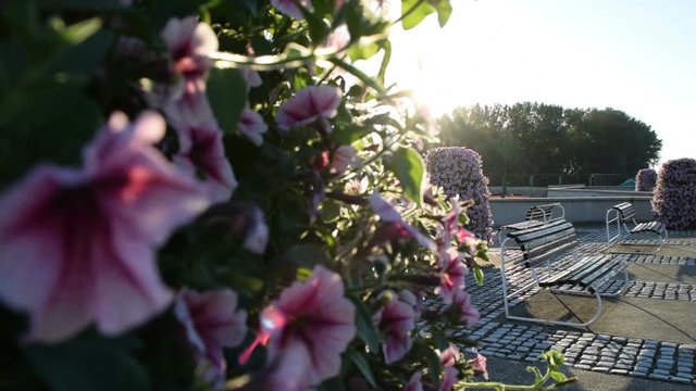 Colorful pink petunias in pot near the walking path with benches ,Novi Becej,Serbia,9th of June,2017.