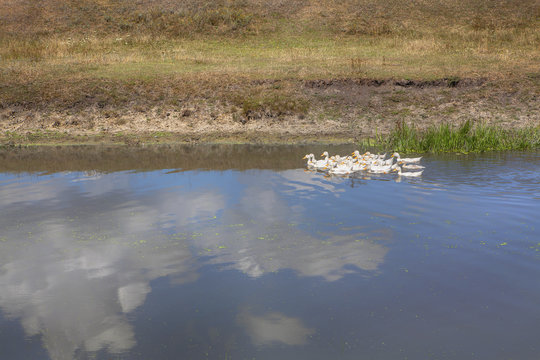 Domestic geese in the pond