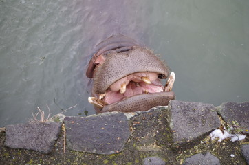 カバ