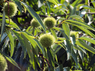 Young chestnut fruit in Nagasaki prefecture, JAPAN.