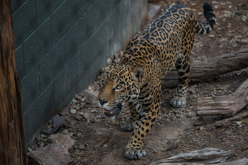 Leopard looking up, full length animal portrait