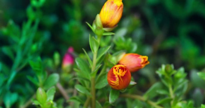 Timelapse Common Purslane blooming in the morning.
