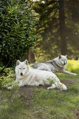 White wolf © Carlos