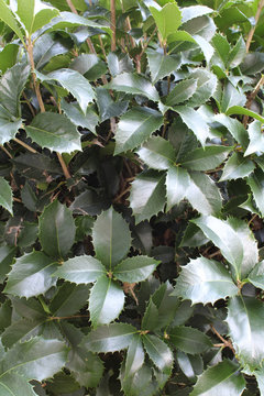 Holly leaves background showing new growth
