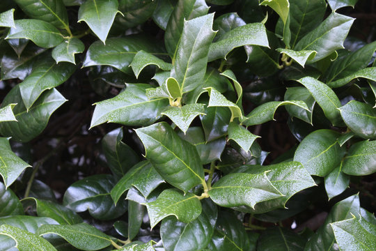 Background of holly leaves with dew, horizontal aspect
