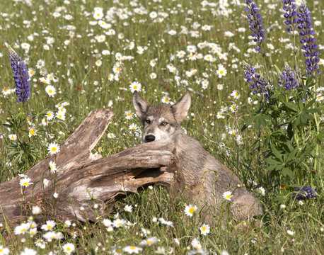 Wolf Pup Posing in Wildflowers