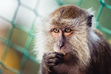 One monkey looking at the camera