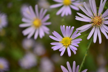 Obraz premium Margaritas en multitud