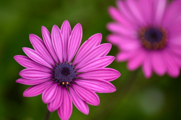 Obraz premium Margarita DOF