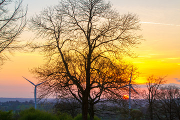 Fototapeta na wymiar Modern windmills or wind turbines in the countryside at sunset through the trees