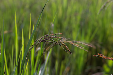 closeup ear of riceberry with rice field background in the sunshine