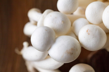 Close-up of fresh mushrooms isolated over natural background