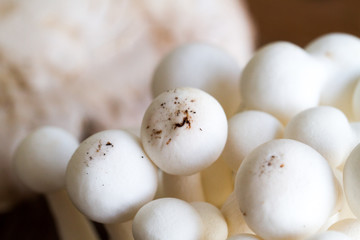 Close-up of fresh mushrooms isolated over natural background