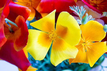Obraz na płótnie Canvas Red, yellow and orange poppy flower in interior deco