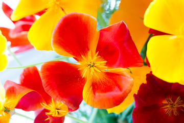 Obraz na płótnie Canvas Red and yellow poppy flower in studio setting
