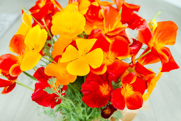 Red and yellow poppy flower in studio setting