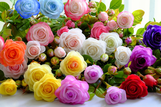 Colorful roses flower